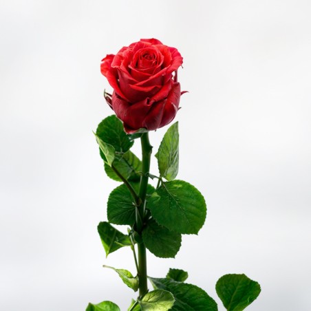 Freeze-dried Red Rose - Eternal Rose at Home Florist