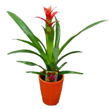 Bromeliad Vriesia Tropical Plant Florist Bromeliad Free Shipping