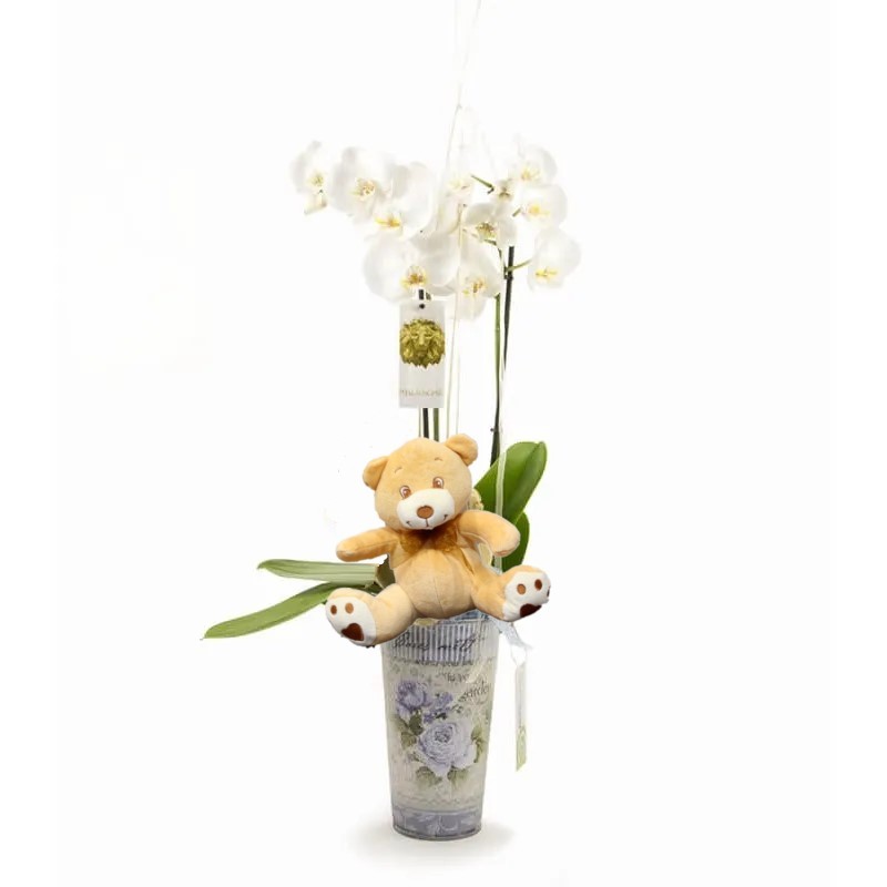 Phalaenopsis Orchid with Plush Online Florist Perfect Gift