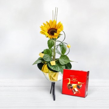 Buy Sunflower Give Sunflowers and Chocolates florestore Free Shipping