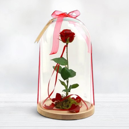 Rosa Beauty and the Beast. Preserved Eternal Rose Free Shipping!