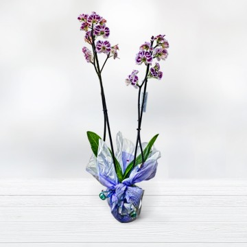Orquídea Phalaenopsis Comprar Plantas Floristería Plantas a domicilio