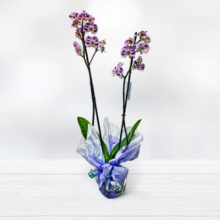 Orquídea Phalaenopsis Comprar Plantas Floristería Plantas a domicilio