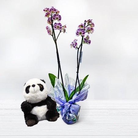 Buy Orchid with Panda Bear Give Panda and Orchid Plant as a Gift