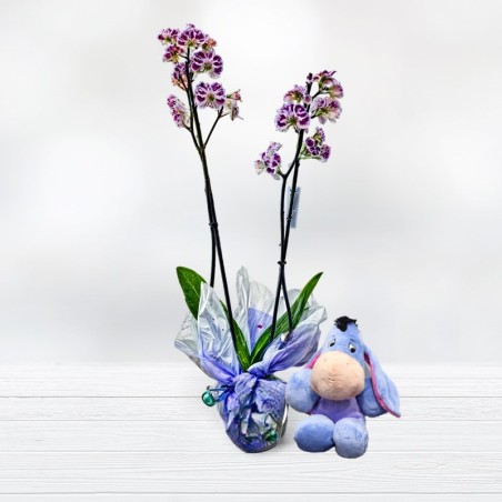 Orquídea Phalaenopsis y peluche disney Planta de Orquideas a domicilio