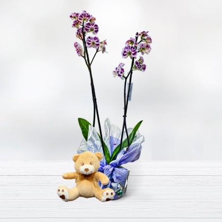 Comprar Orquidea Phalaenopsis y Peluche Regalos Originales Floristería