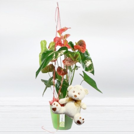Comprar Anthurium Flor corazón Planta Anthurium con Osito a Domicilio