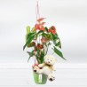 Comprar Anthurium Flor corazón Planta Anthurium con Osito a Domicilio