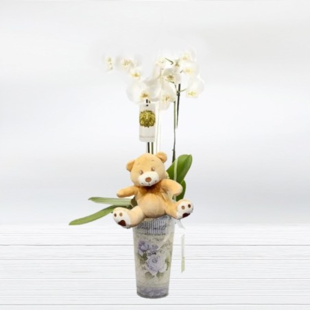 Orquidea Phalaenopsis con Peluche Floristería online Regalo Perfecto
