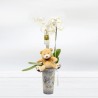 Orquidea Phalaenopsis amb Peluix Floristeria online Regal Perfecte