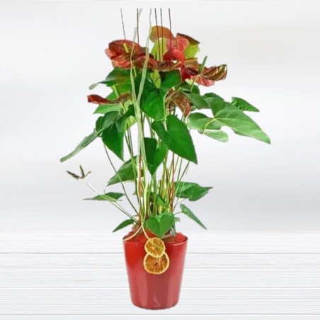 Planta de Anthurium