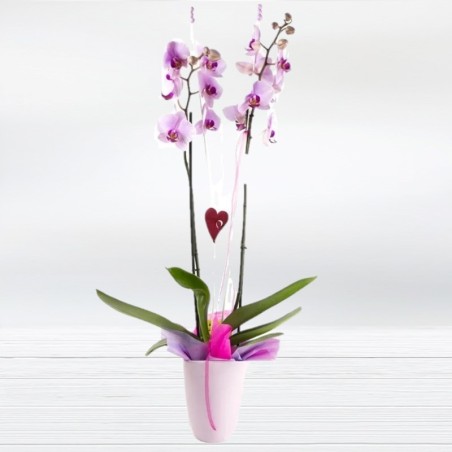 Orquídia Phalaenopsis Planta d'Orquídia Flors Enamorats Floristeria