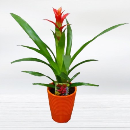 Bromelia Vriesia Planta Tropical Floristería Bromelia Envío Gratis