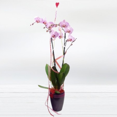 Orquideas - Regala una Orquídea Floristería original con Envío Gratis