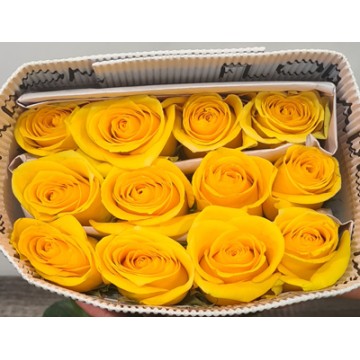 Paquete 25 rosas Amarillas