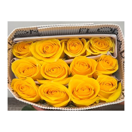 Paquete 25 rosas Amarillas