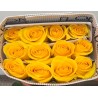 Paquete 25 rosas Amarillas