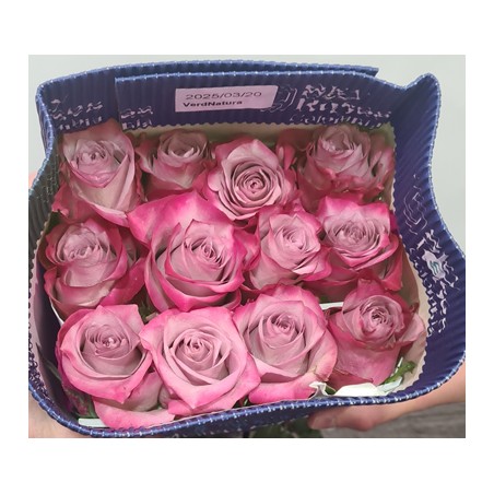Paquete 25 rosas Rosa
