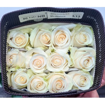 Package of 25 White roses