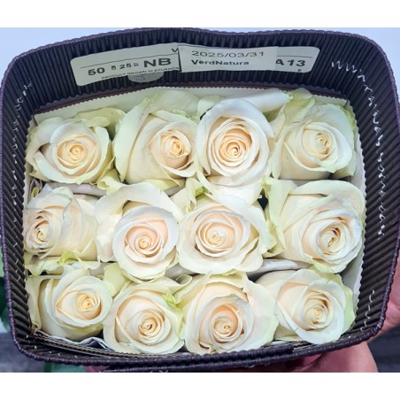 Paquete 25 rosas Blancas