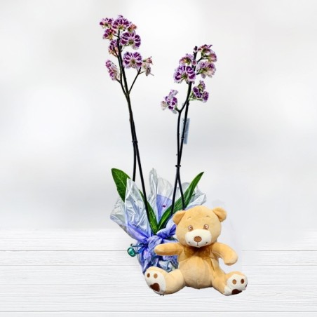 Orquídea Phalaenopsis y peluche disney Planta de Orquideas a domicilio