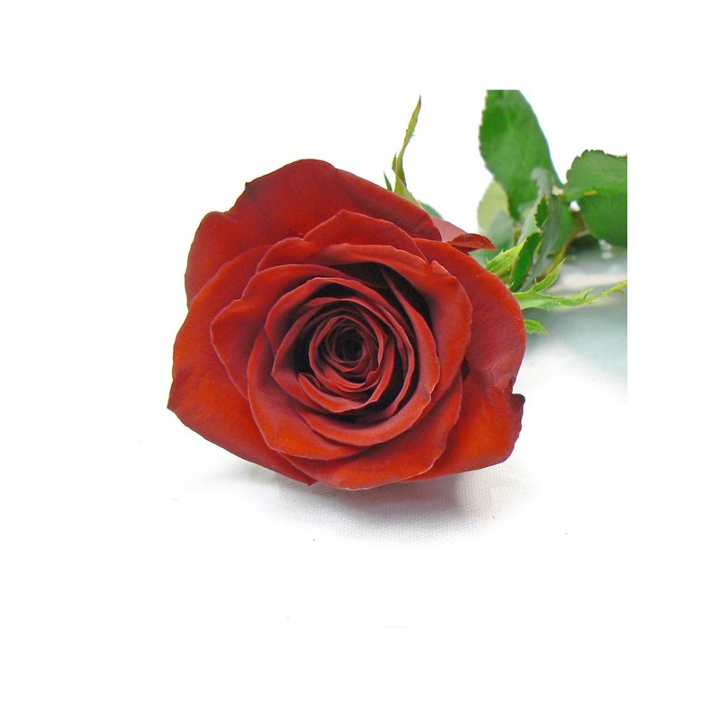 Rosa Roja 