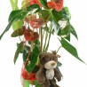 Anthurium & Oso