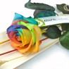 Rainbow Rose & Bark