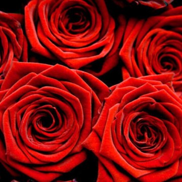 Rosas Rojas - Comprar Rosas a Domicilio