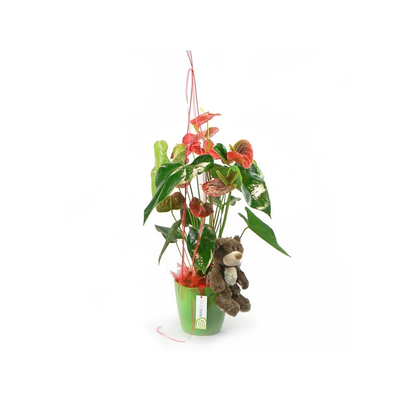 Comprar Anthurium Flor cor Planta Anthurium amb Osito a Domicili
