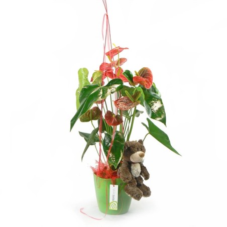Buy Anthurium Flower heart Anthurium Plant with Teddy Bear at Home