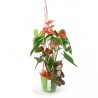 Anthurium & Tierno Osito