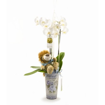 Orquidea Phalaenopsis con Peluche Floristería online Regalo Perfecto