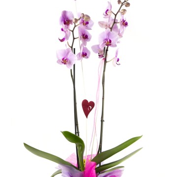 Orquídea Phalaenopsis Planta de Orquídea Flores Enamorados Floristería
