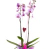 Orquídea Phalaenopsis & corazón
