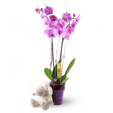 Phalaenopsis Orchid & Ovejita