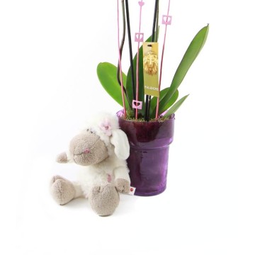 Phalaenopsis Orchid & Ovejita