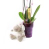Orquídia Phalaenopsis & Ovelleta