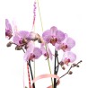 Orquídia Amor