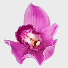 Buy Orchids