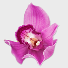 Comprar Orquideas