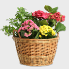 Baskets of Plants