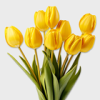 Comprar Tulipans