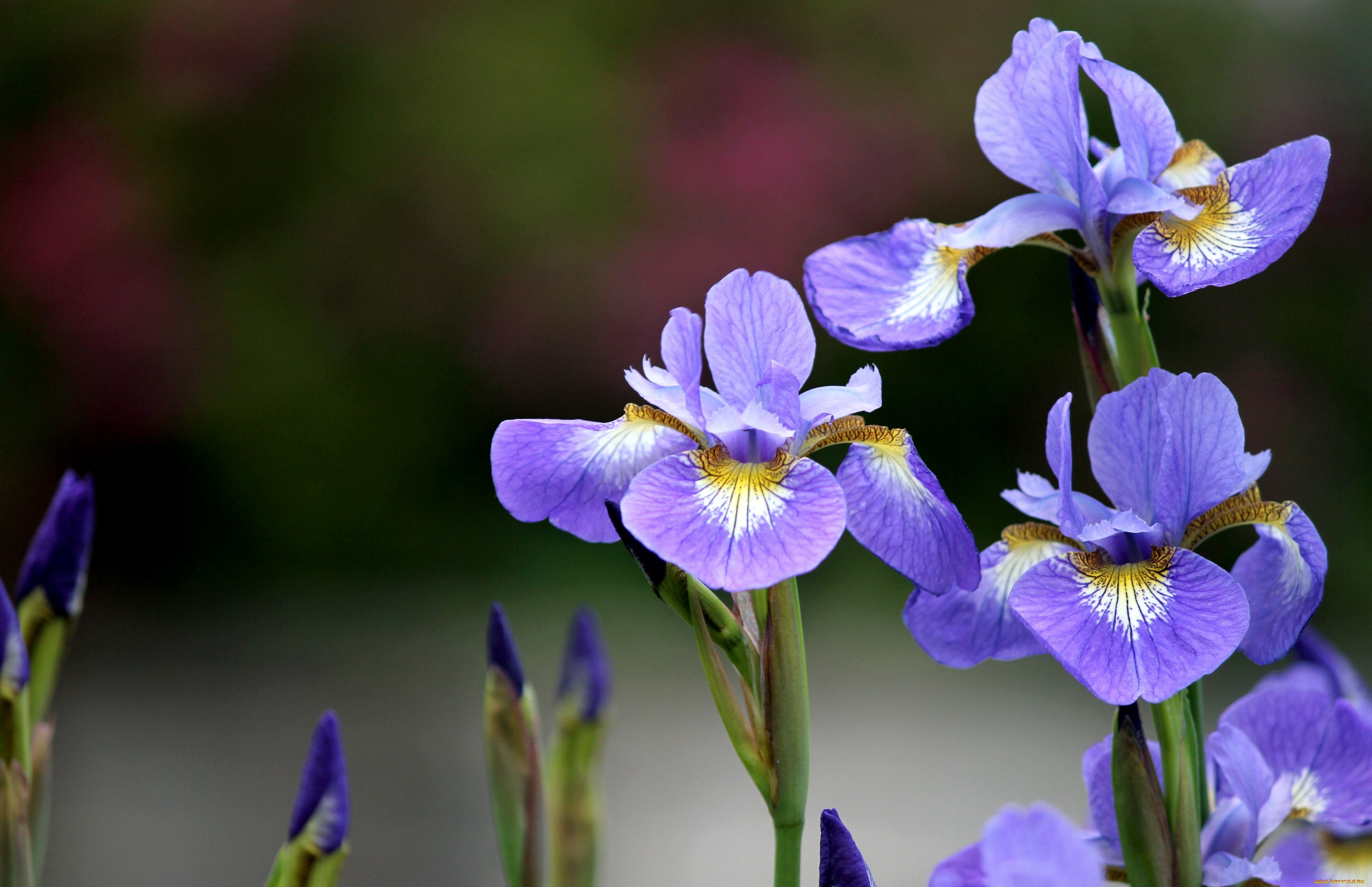 Regalar iris una explosi n de color en tus macetas florestore