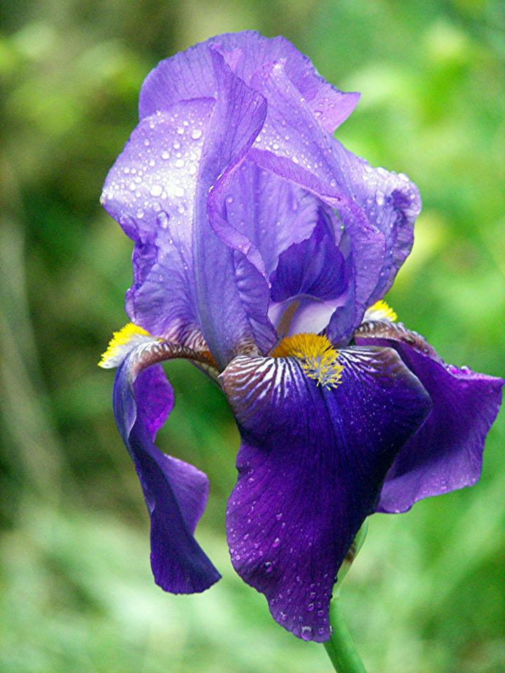 Regalar iris una explosi n de color en tus macetas florestore