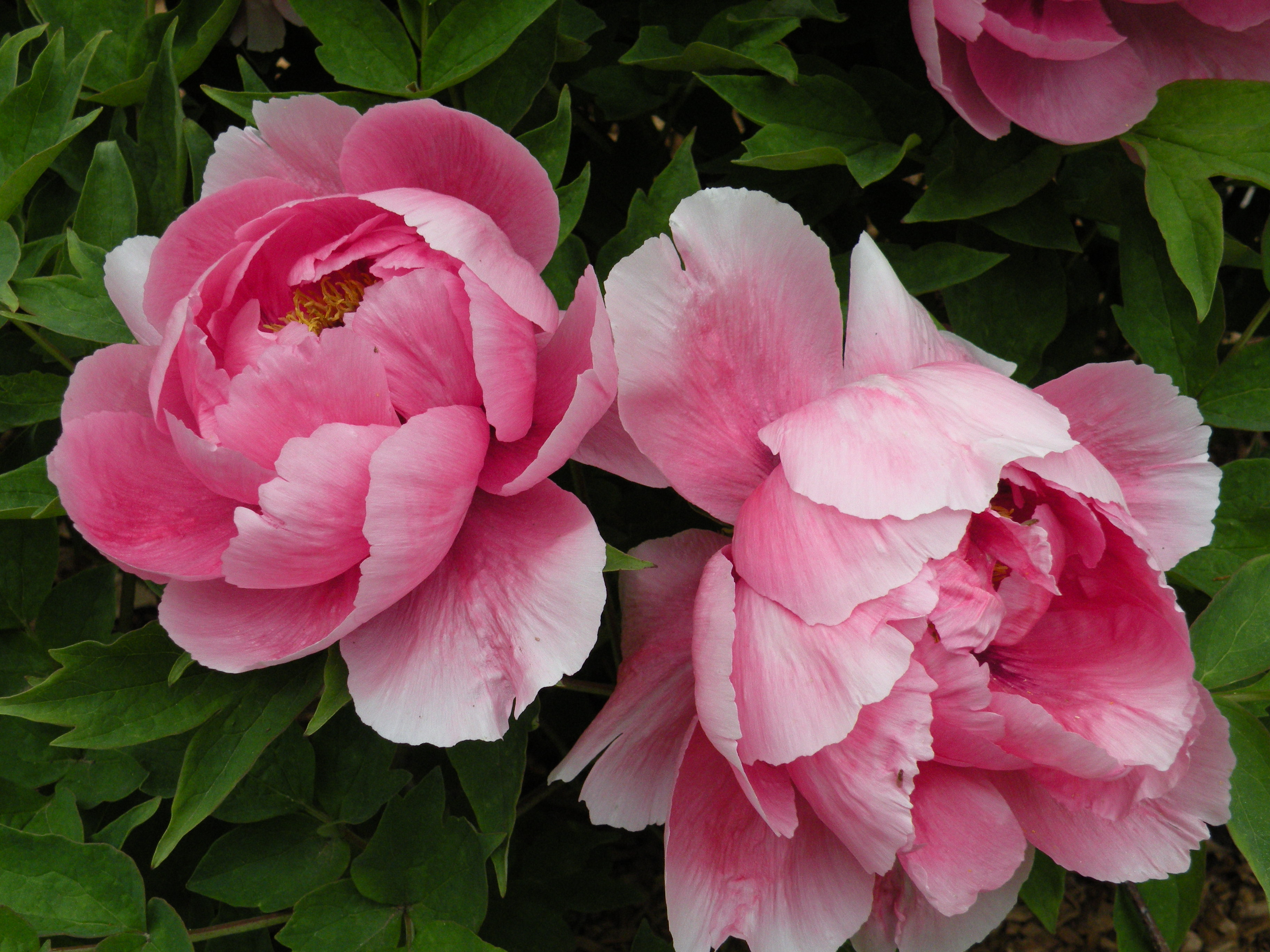 Regalar peonías delicado milagro oriental Florestore Regalar peonías delicado milagro oriental Florestore