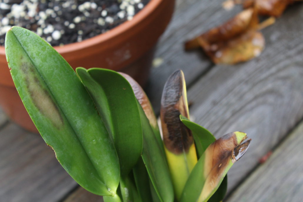Consejos para recuperar plantas quemadas por el sol FloreStore
