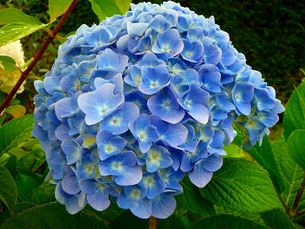 Cuidados de las hortensias - Trucos y consejos para tus hortensias