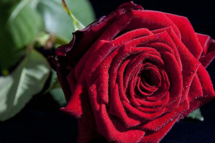 Significado Del Numero De Rosas En Un Ramo Flores A Domicilio